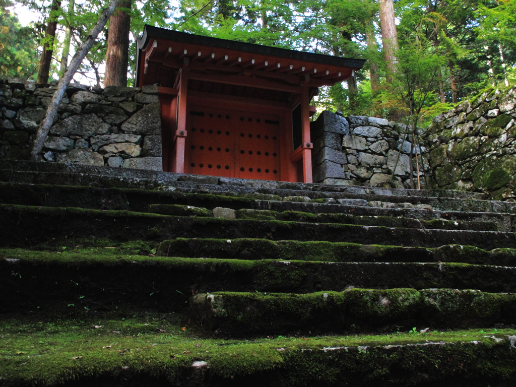 緑絨毯