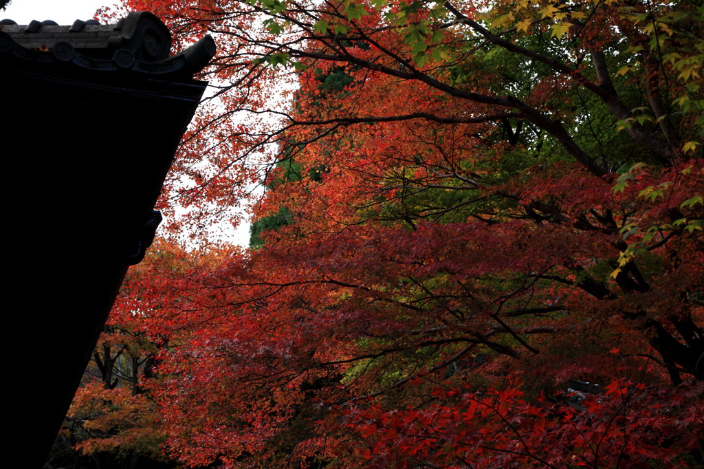 紅葉中