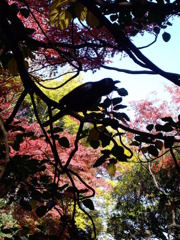 カラス