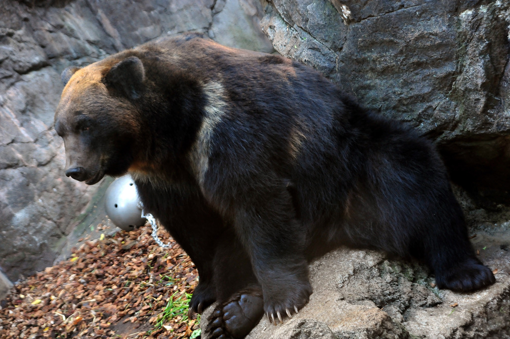 上野動物園　熊