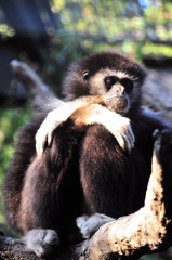 上野動物園　猿