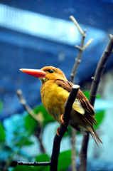 上野動物園　鳥