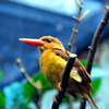 上野動物園　鳥