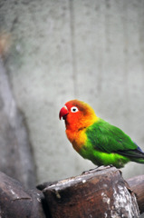 上野動物園　鳥