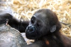 上野動物園　猿の赤ちゃん