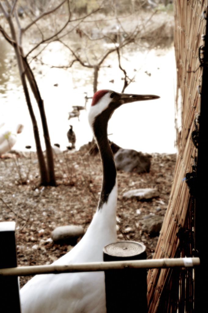 上野動物園　鳥