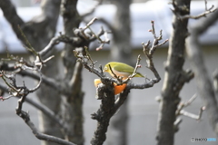 庭に来たメジロ_DSC0789