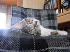 whiskers