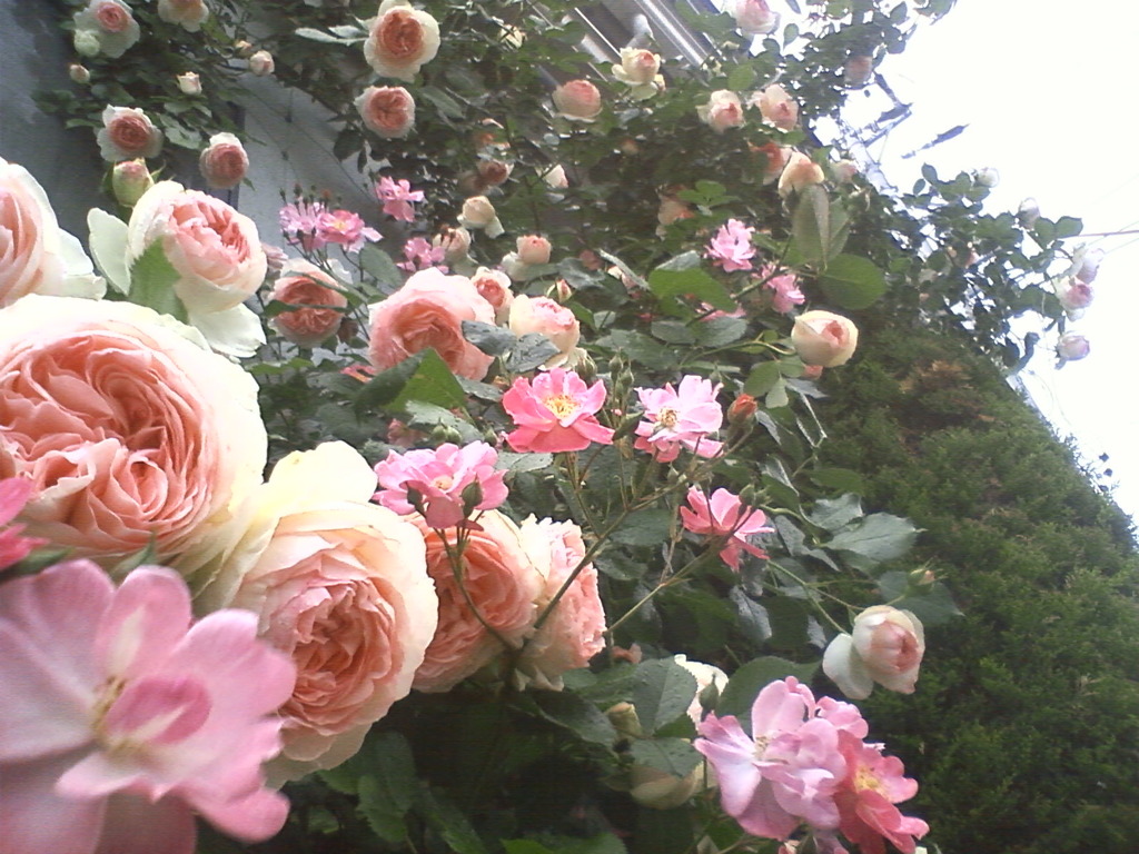 rose garden