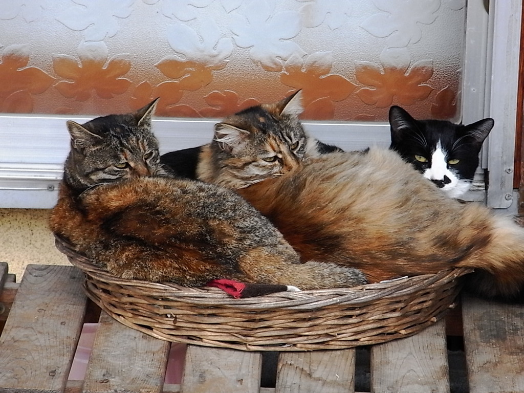three cats in a rattan bed