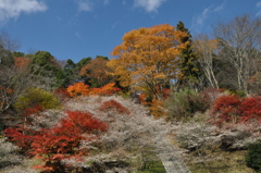 モミジと四季桜