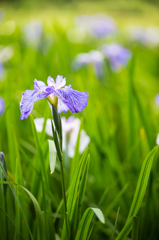 燕子花