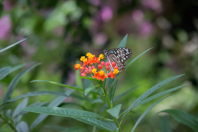 アサギマダラ（広域）