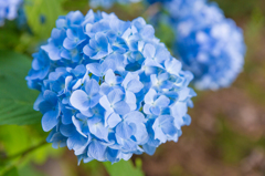 紫陽花