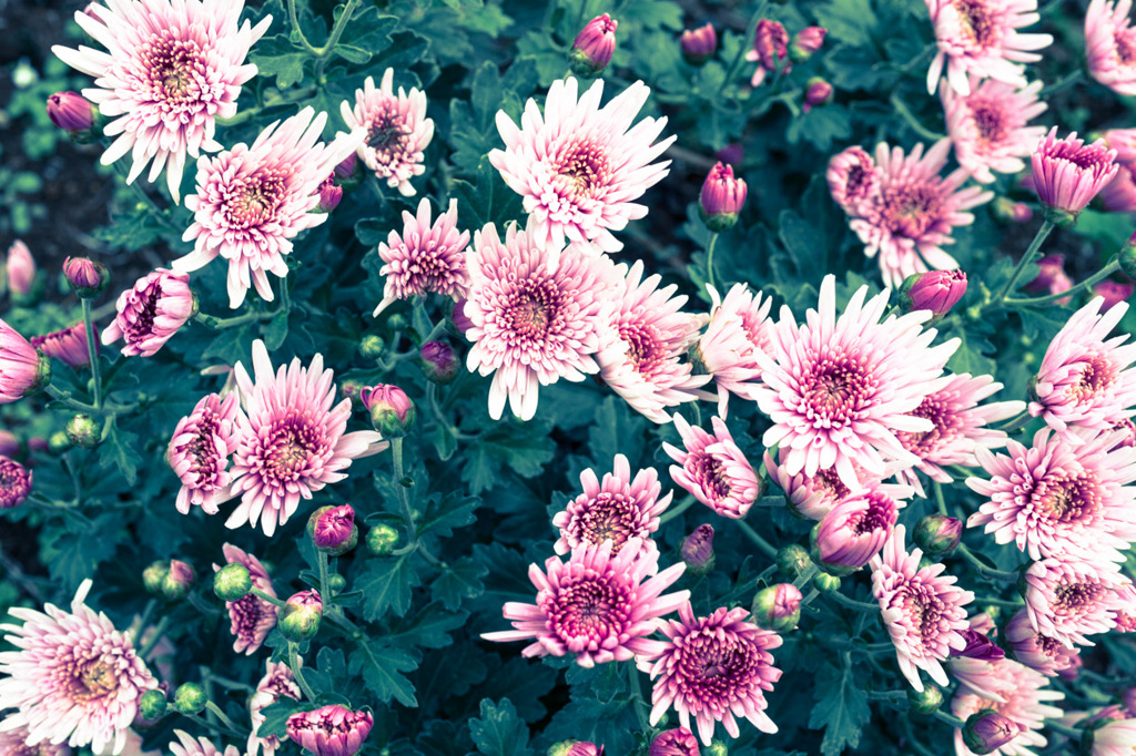 菊花
