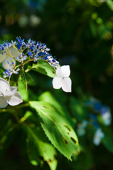 紫陽花