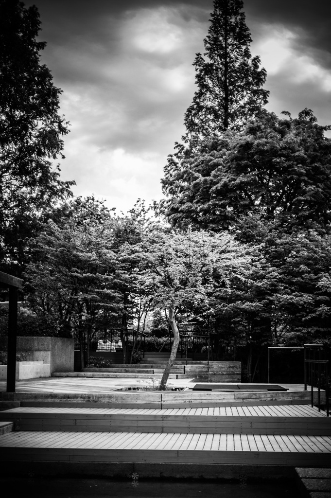 公園の護木