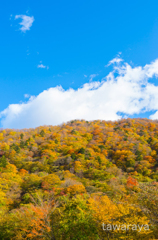 紅葉の山