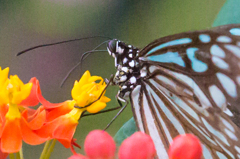 アサギマダラ（広域）→拡大