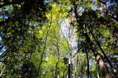 ｇｒｅｅｎ