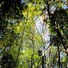ｇｒｅｅｎ