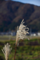 IMG_8736