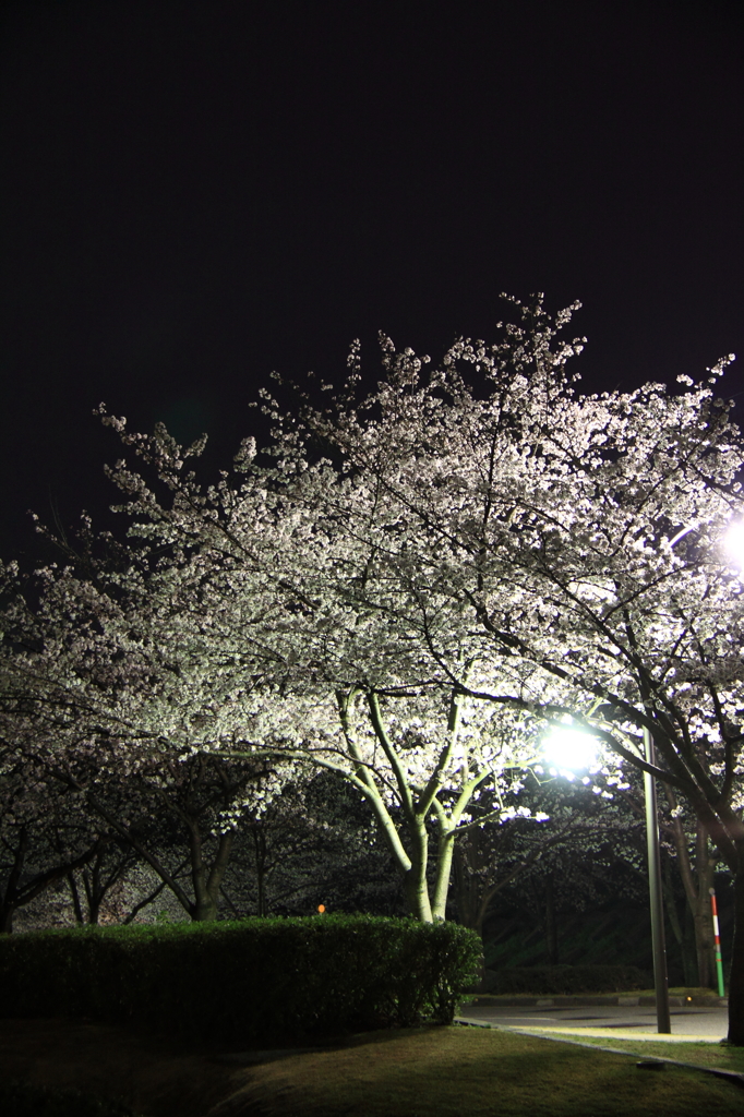 夜ザクラ