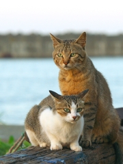 夫婦猫