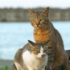 夫婦猫