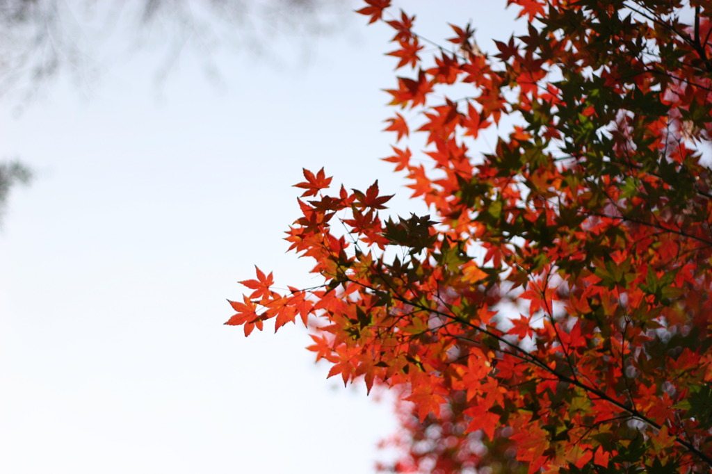 紅白