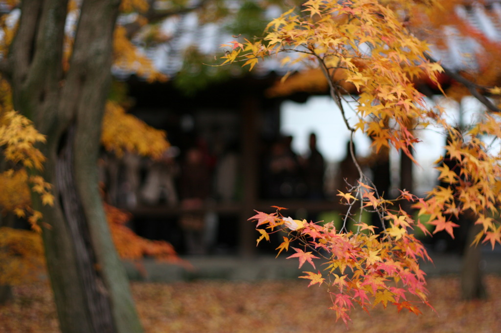 東福寺の紅葉