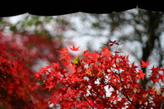 瓦屋根と紅葉