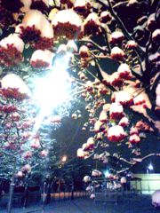 冬と秋のハザマで