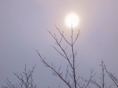 ひかりの　実を　灯す