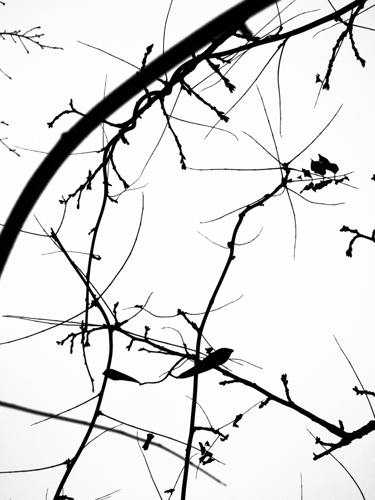 silhouette