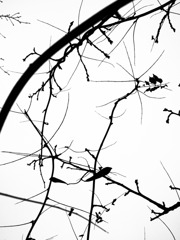 silhouette