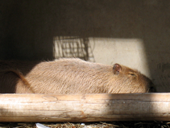 カピバラ