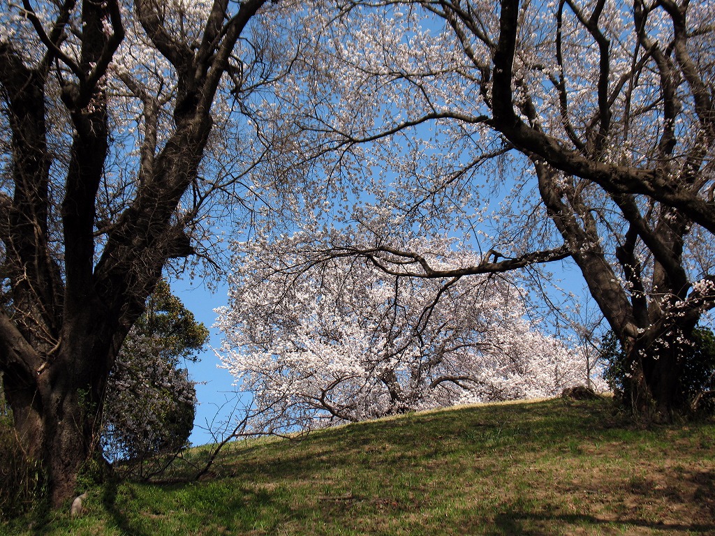 さきたま古墳公園の桜