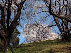 さきたま古墳公園の桜