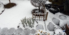 やっと初雪