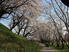さきたま古墳公園の桜