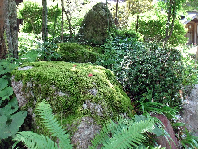 苔の～むうすうま～～で～