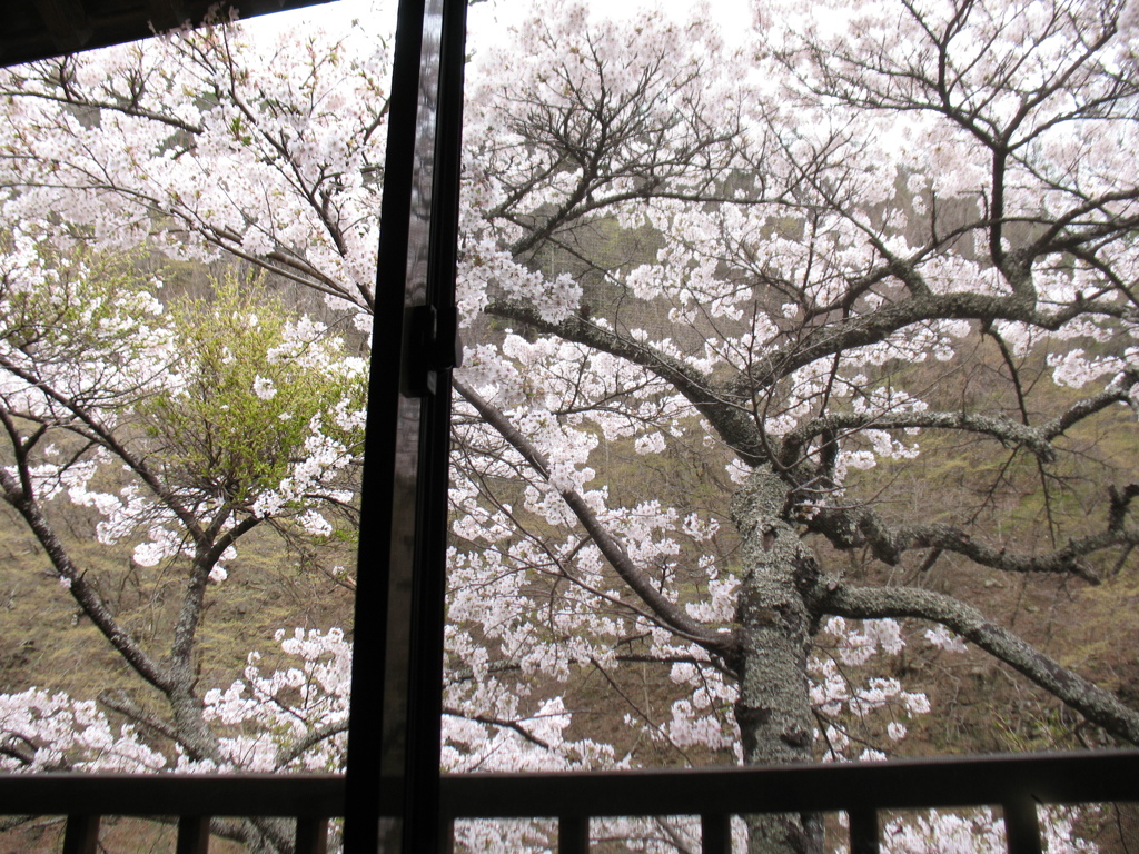 山桜　視界いっぱいはしゃぎおり