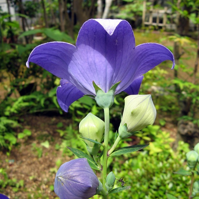 桔梗さく