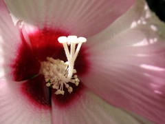 芙蓉に寄ってみる