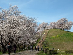さきたま古墳公園の桜