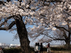 さきたま古墳公園の桜