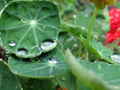 ビードロの竜の涙や　梅雨の玉