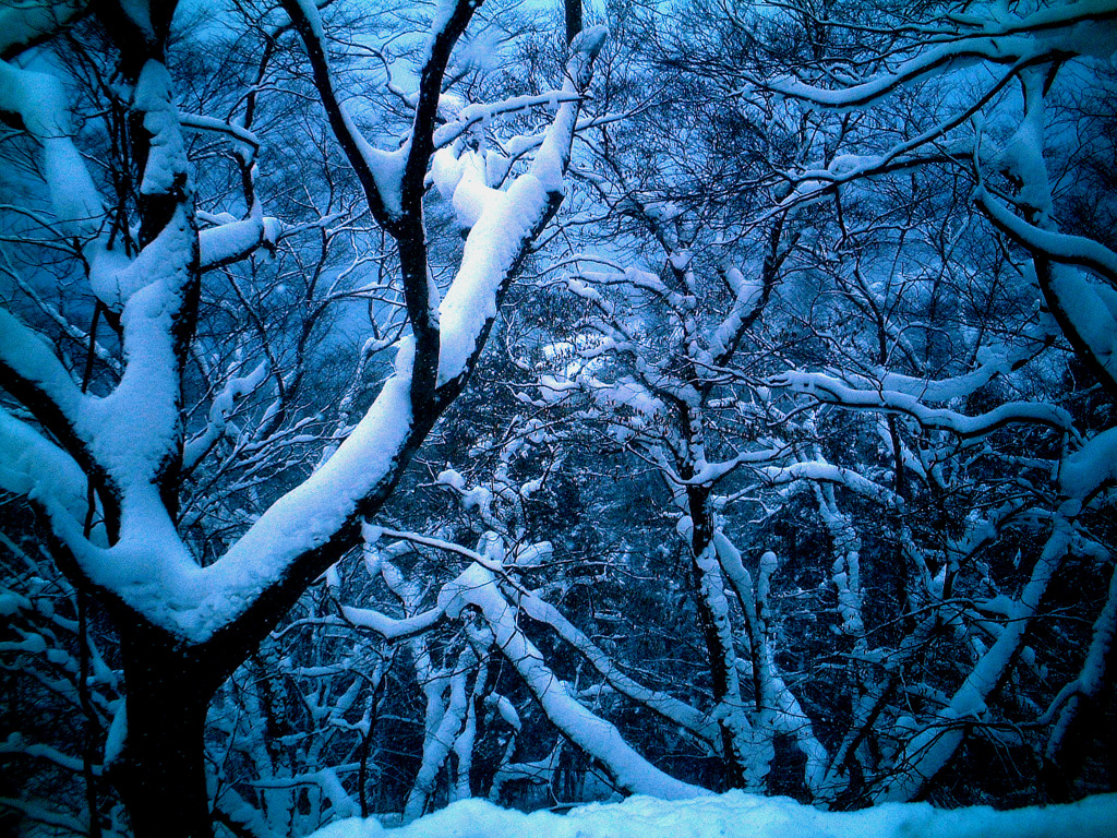 吹雪の翌日