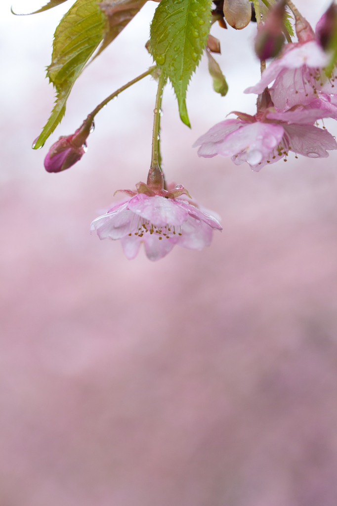降る桜